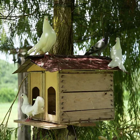 In With Pool And Terrace *