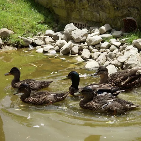 Ferienhaus In With Pool And Terrace